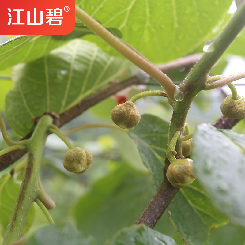 江山碧 招代理 新鮮甜爽 江山徐香獼猴桃綠心奇異果應(yīng)季水果批發(fā)代發(fā)農(nóng)場自種