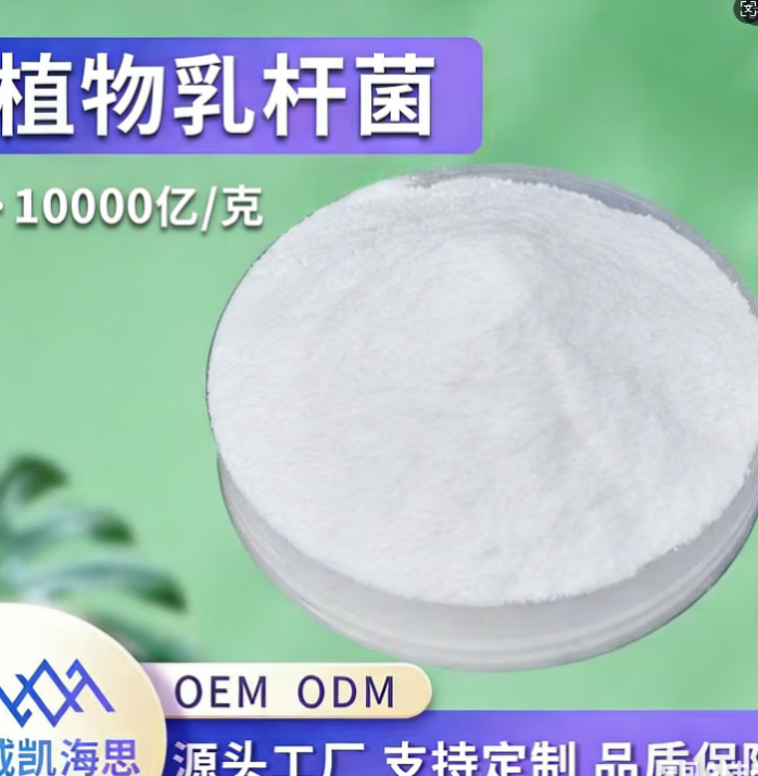 植物乳桿菌粉
